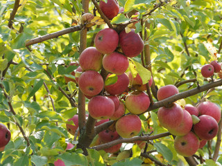 Malus domestica | Apfelplantage in den Obstgärten von Margräflerland