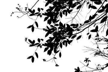 green leaf isolated on white background