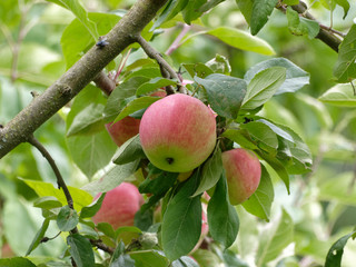 Malus domestica | Hübsche Äpfel, Herbstfrüchte