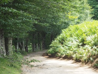 Camino en la montaña. Concepto de naturaleza y el impacto humano. Ecología