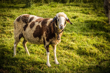 Geflecktes Schaf auf der Wiese