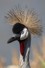 Crowned Crane