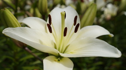 Obraz premium Lily flowers in the flowerbed of the botanical garden