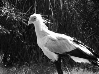 Fototapeta premium A Secretary Bird standing in grass as it looks off camera in black and white