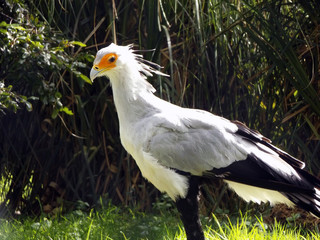 A Secretary Bird standing in grass as it looks off camera