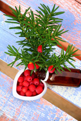 beeren der eibe heilkunde