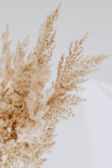 Beige reeds agains white wall. Beautiful background with neutral colors. Minimal, stylish, trend concept. Parisian vibes. - obrazy, fototapety, plakaty