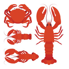 Lobster, crayfish and shrimp realistic vector illustration. Underwater life. Seafood. Part of set.