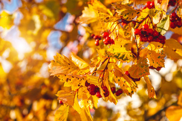 rowan fruits close-up sunny day