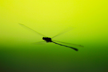 silluet of Close up of Capung, dragonfly on the plant trunk in the natural environment