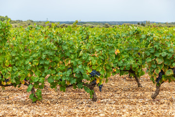 Fototapeta na wymiar Row vine grape vineyards at La Palme countryside village background, France