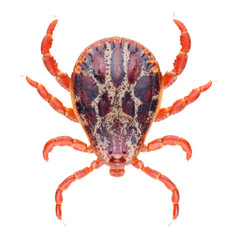 Acari tick Dermacentor marginatus isolated on white background. Dorsal view of isolated ixodes tick.