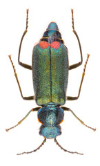 Malachius bipustulatus, the malachite beetle, is a species of soft-winged flower beetles belonging...