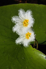 Close-up of a native Australian water snowflake lily (Nymphoides indica) in the wild