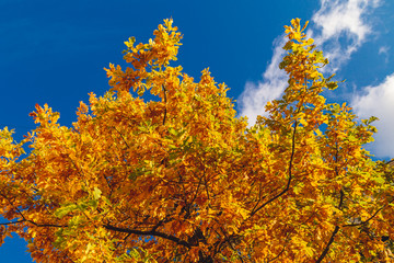autumn oak leaves close up