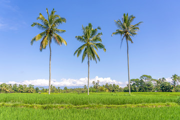 Three coconut palm trees on green rice terraces near Ubud in island Bali, Indonesia