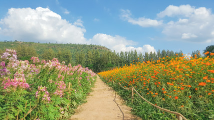 Walkway between flowers field