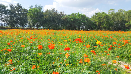Cosmos flowers field