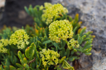 Grüne Pflanze zwischen den Felsen