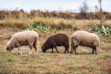 Group of sheep grazing in paddock at farm. Australian countryside rural autumn landscape. 
