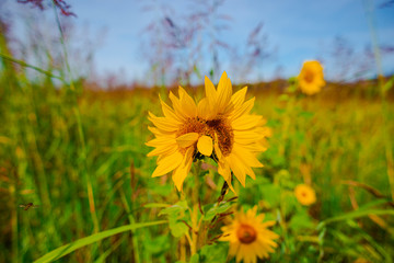 Crocus flowers in the forest