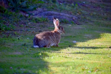 Hare on a green clearing...