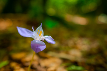Crocus flowers in the forest