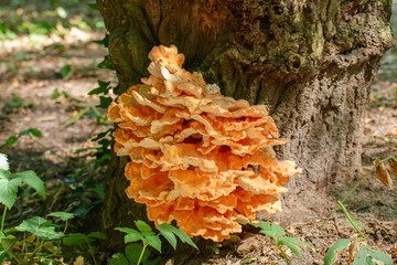 Mushrooms on a tree...