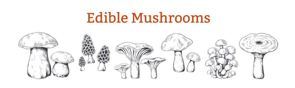 Mushrooms. Hand drawn vintage illustration with organic food mushrooms, vegetarian sketch. Vector collection isolated various raw forest boletus for kitchen or black engraving on white background