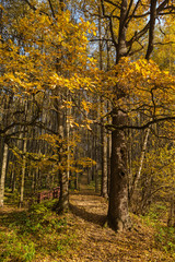 Path in the deciduous forest