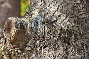 Baumrinde