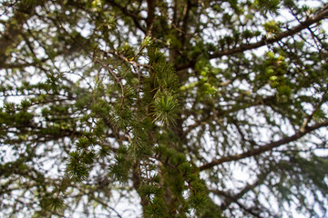 Nadelbaum