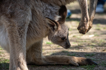 Kangaroo Mum With A Baby Joey In The Pouch close-up