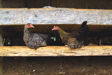 Chickens in the village area