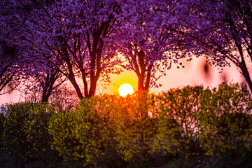 Obraz premium Wild cherry trees flowers