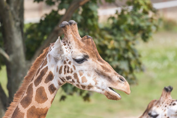 Naklejka na ściany i meble Side view of the Rothschild Giraffe with open mouth. 