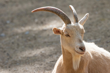 Portrait of Dutch Dwarf Goat closeup