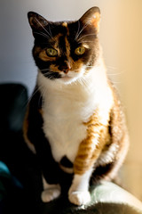 Portrait of a big calico cat with green eyes standing on all fours on a sofa. Looking curious at the camera with golden sunlight from the side