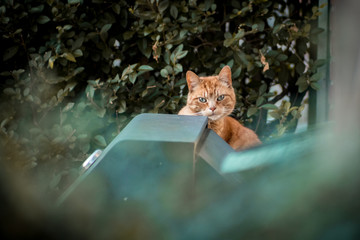 Wild and shady looking ginger street cat with green eyes looking angry at the camera with a green background