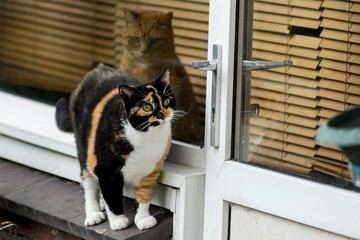Small fat calico cat with green eyes standing on windowsill in front of closed door want to go into the house while other cat indoors is looking.