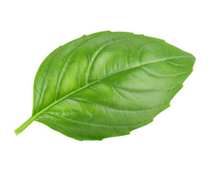 Leaf of basil