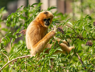 golden gibbon eating elderberry