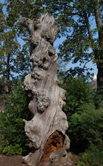 Fototapeta na wymiar Remains of an old dry tree on the island of Djurgarden in the Skansen park. Stockholm. Sweden 08.2019