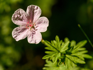 Obraz premium pink flower in garden