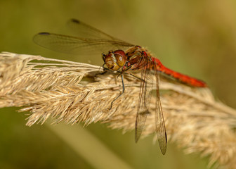 red dragonfly sitting on dry grass