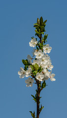 white flowers of cherry tree in spring