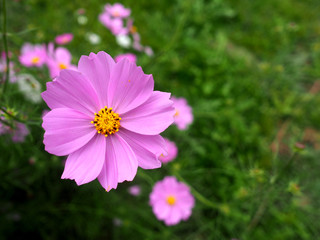 Obraz premium Flor de Cosmos con espacio para texto.