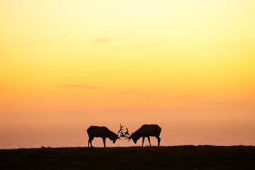 Obraz na płótnie Canvas silhouette of deer on beautiful sky background