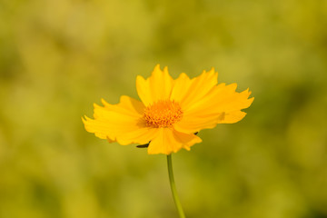 yellow flowers on green background
