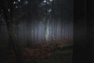 Dark misty forrest scene with dead trees shot on a foggy autumn morning. Trees with woodpecker den. Very moody, spooky and dark edit.